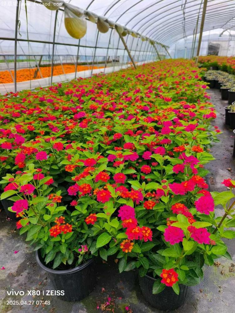 2加侖五色梅盆栽