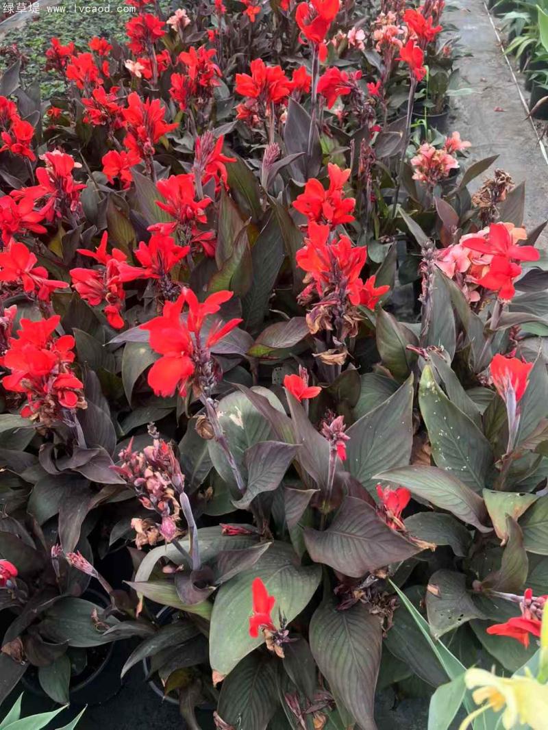 美人蕉盆栽 美人蕉盆栽