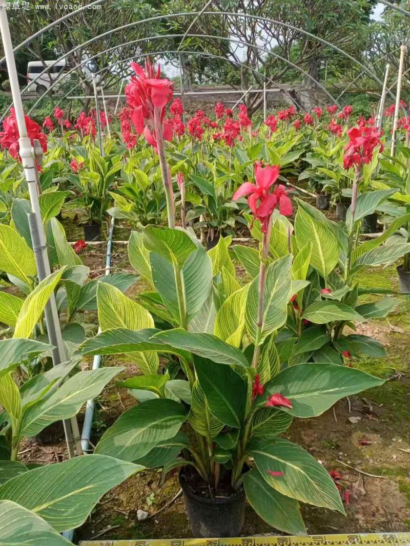 花葉美人蕉盆栽 花葉美人蕉盆栽