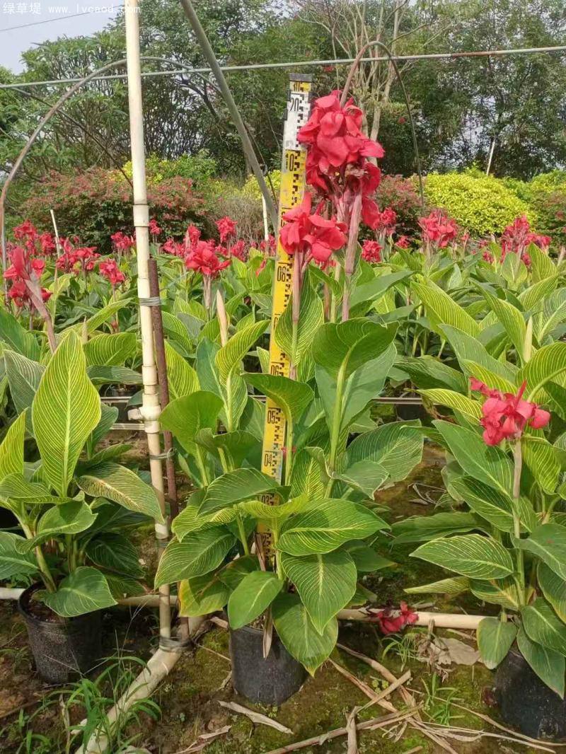 花葉美人蕉盆栽 花葉美人蕉盆栽