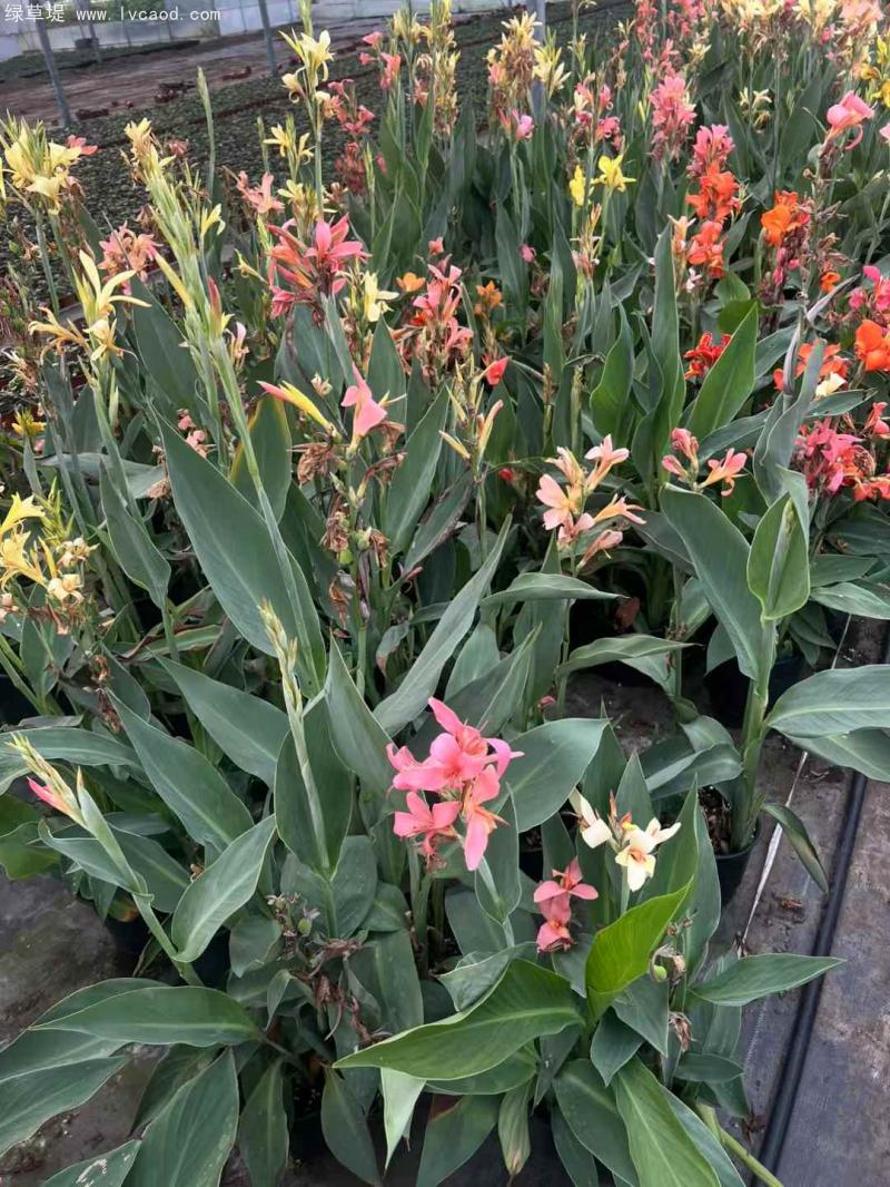 美人蕉盆栽 美人蕉盆栽