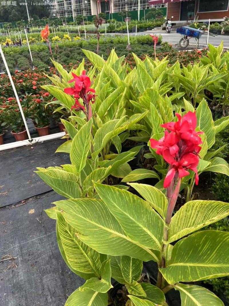 花葉美人蕉盆栽 花葉美人蕉盆栽