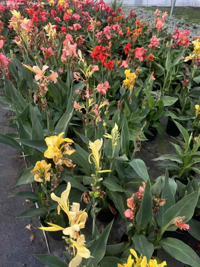 美人蕉盆栽 美人蕉盆栽