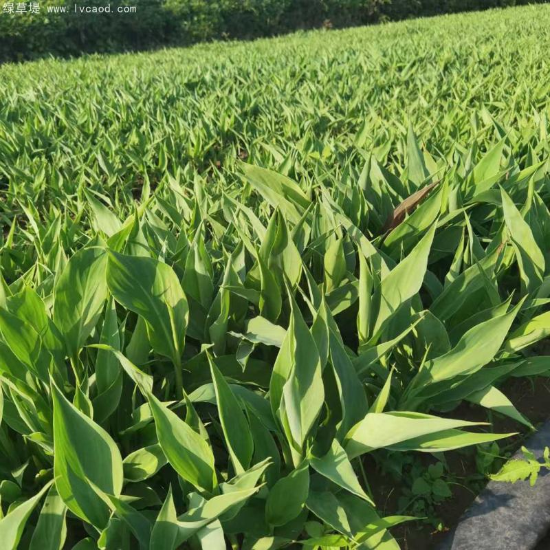 美人蕉裸根苗地苗 美人蕉裸根苗地苗