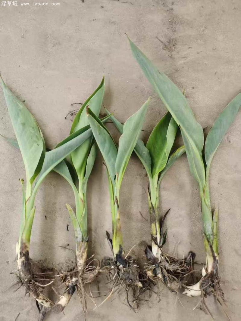 美人蕉裸根苗地苗 美人蕉裸根苗地苗