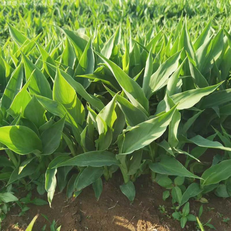 美人蕉裸根苗地苗 美人蕉裸根苗地苗