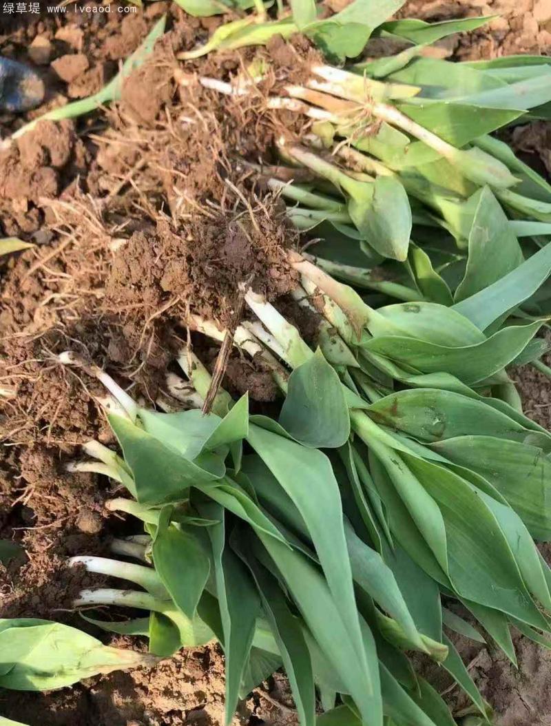 美人蕉裸根苗地苗 美人蕉裸根苗地苗