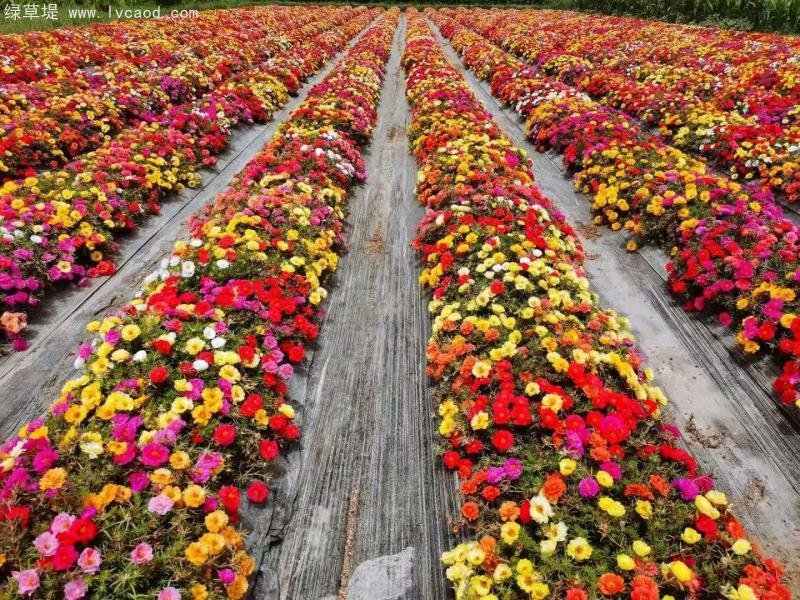 混色太陽花 混色太陽花