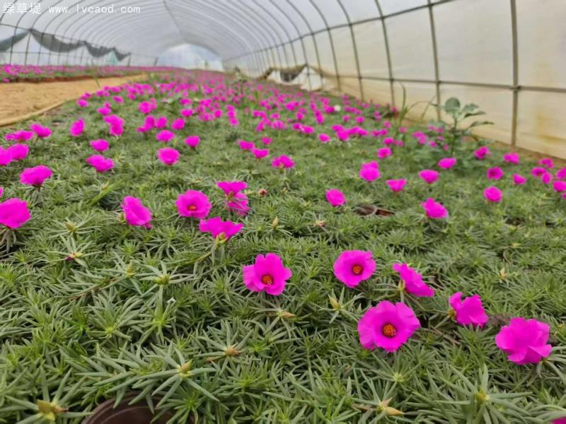 單色太陽花 單色太陽花