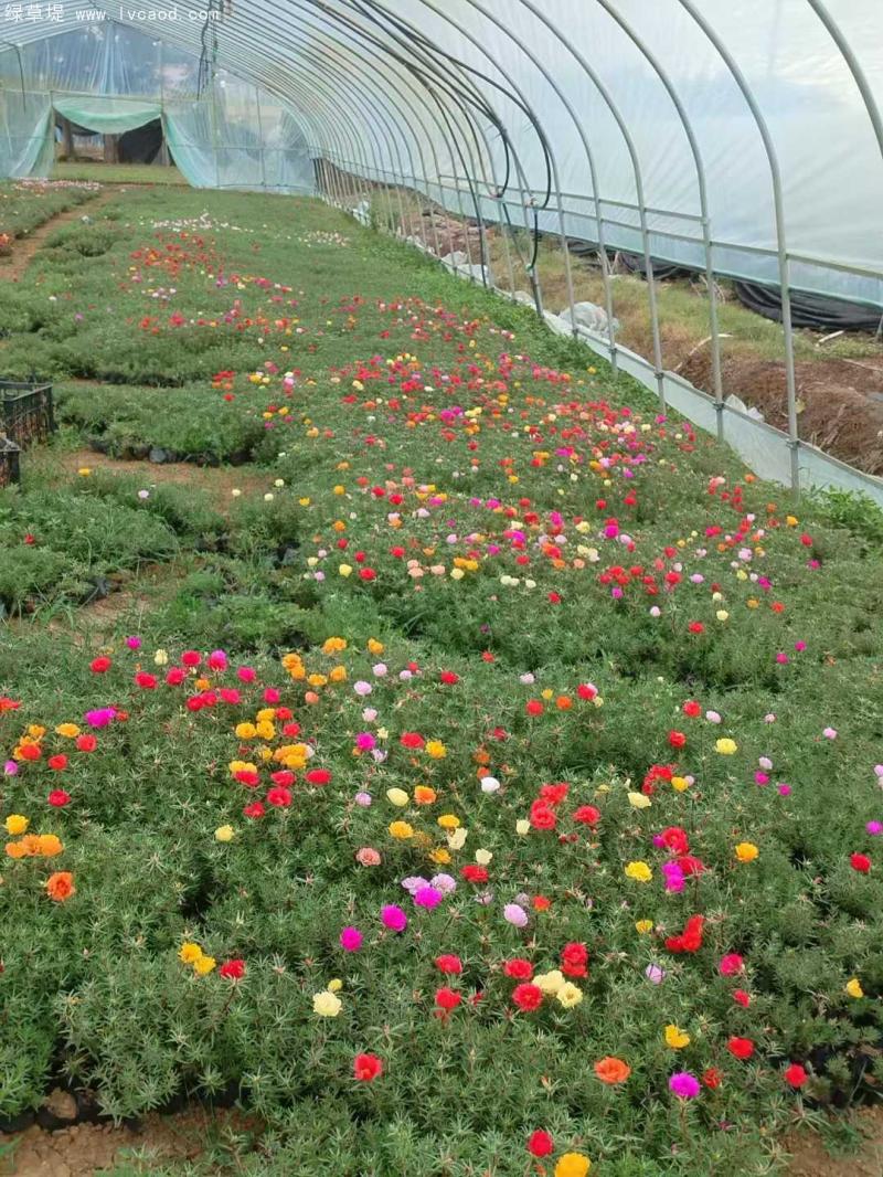 太陽花盆栽 太陽花盆栽