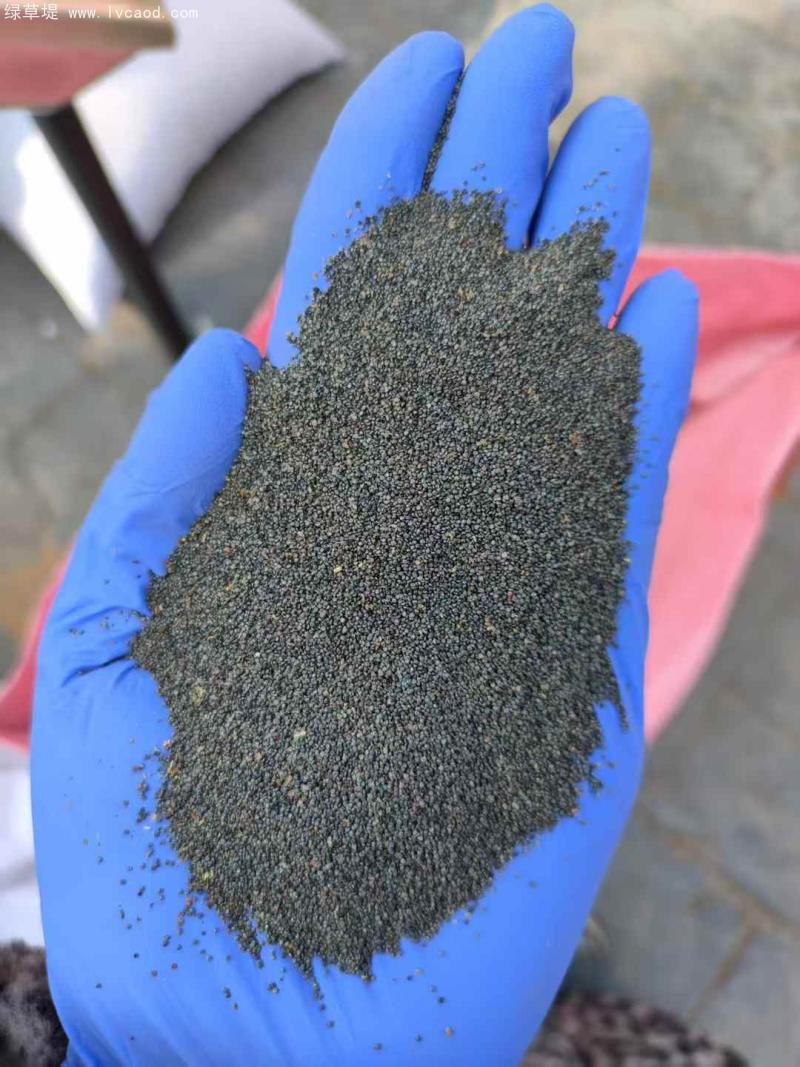 太陽花種子 太陽花種子