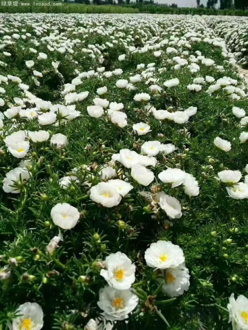 單色太陽花 單色太陽花