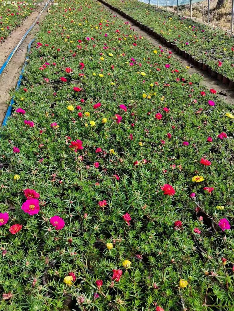 太陽花盆栽 太陽花盆栽