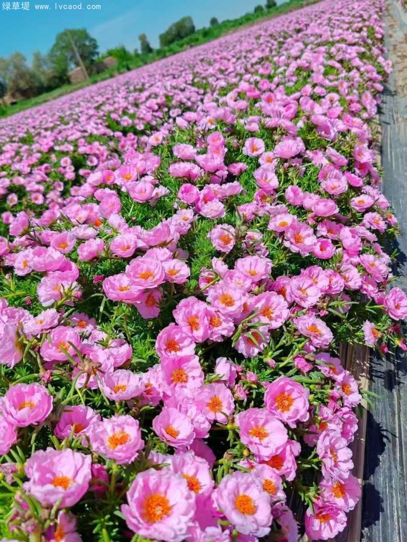 單色太陽花 單色太陽花