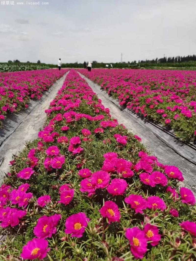 單色太陽花 單色太陽花