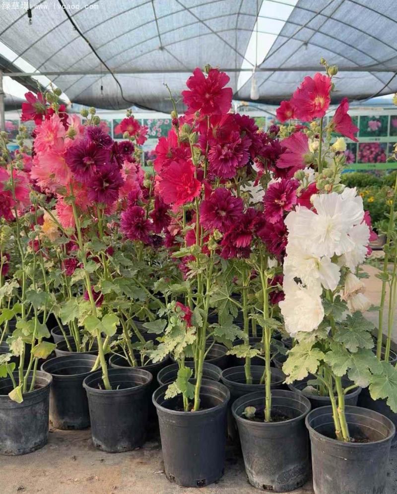 蜀葵盆栽