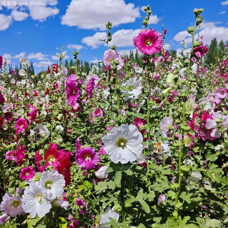 蜀葵花朵和葉子