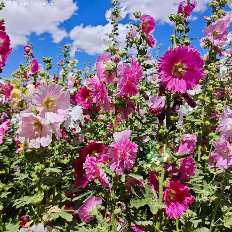 蜀葵花朵和葉子