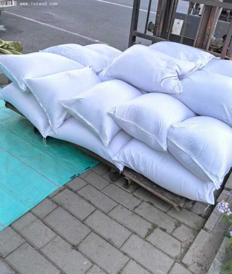 蒲公英種子 蒲公英種子