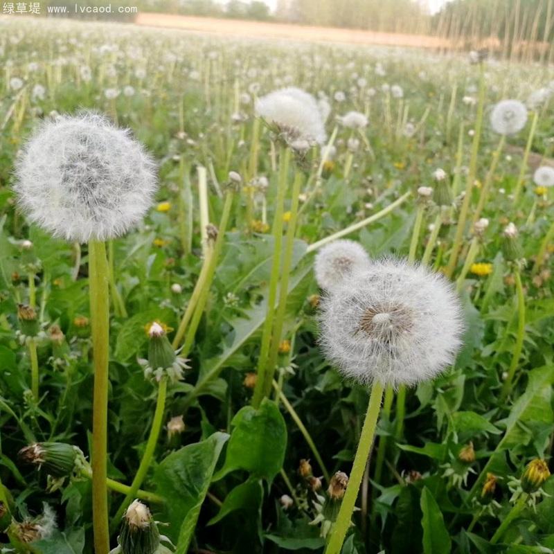 蒲公英種子成熟時(shí)候 蒲公英種子成熟時(shí)候
