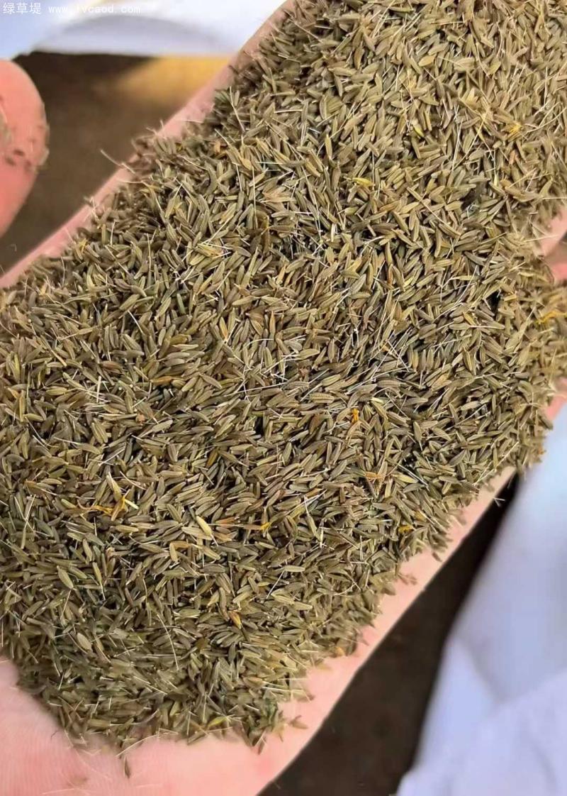 蒲公英種子 蒲公英種子