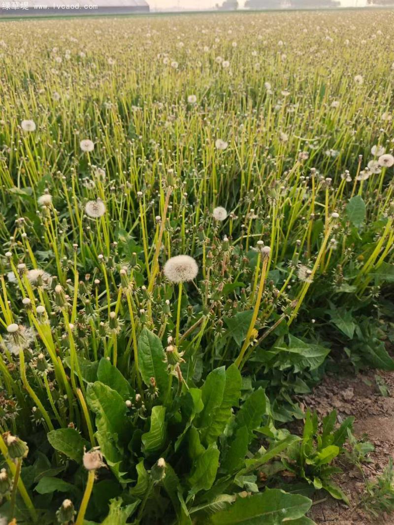 蒲公英葉子和花傘 蒲公英葉子和花傘