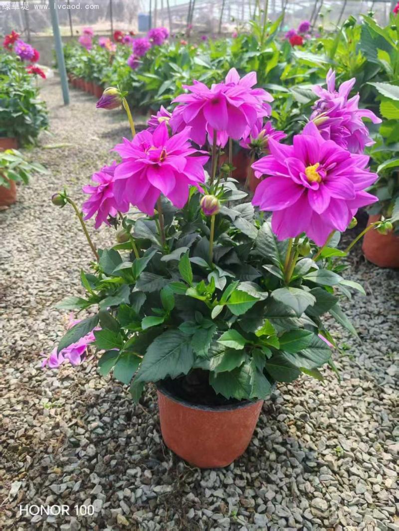 小麗花盆栽 小麗花盆栽