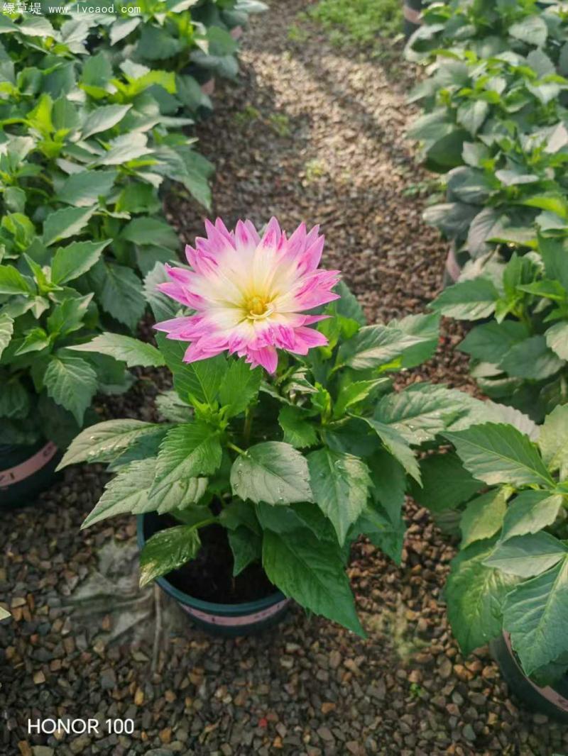 小麗花盆栽 小麗花盆栽