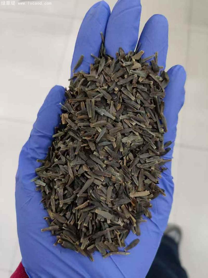 小麗花種子 小麗花種子