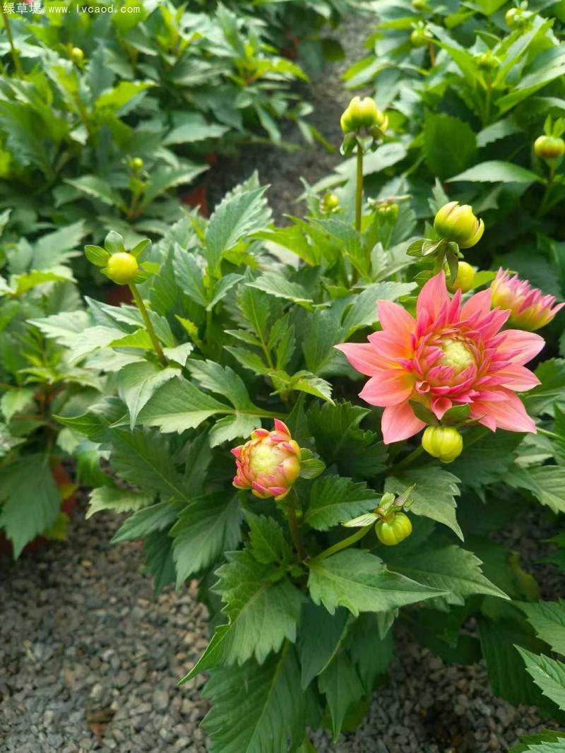 小麗花盆栽 小麗花盆栽