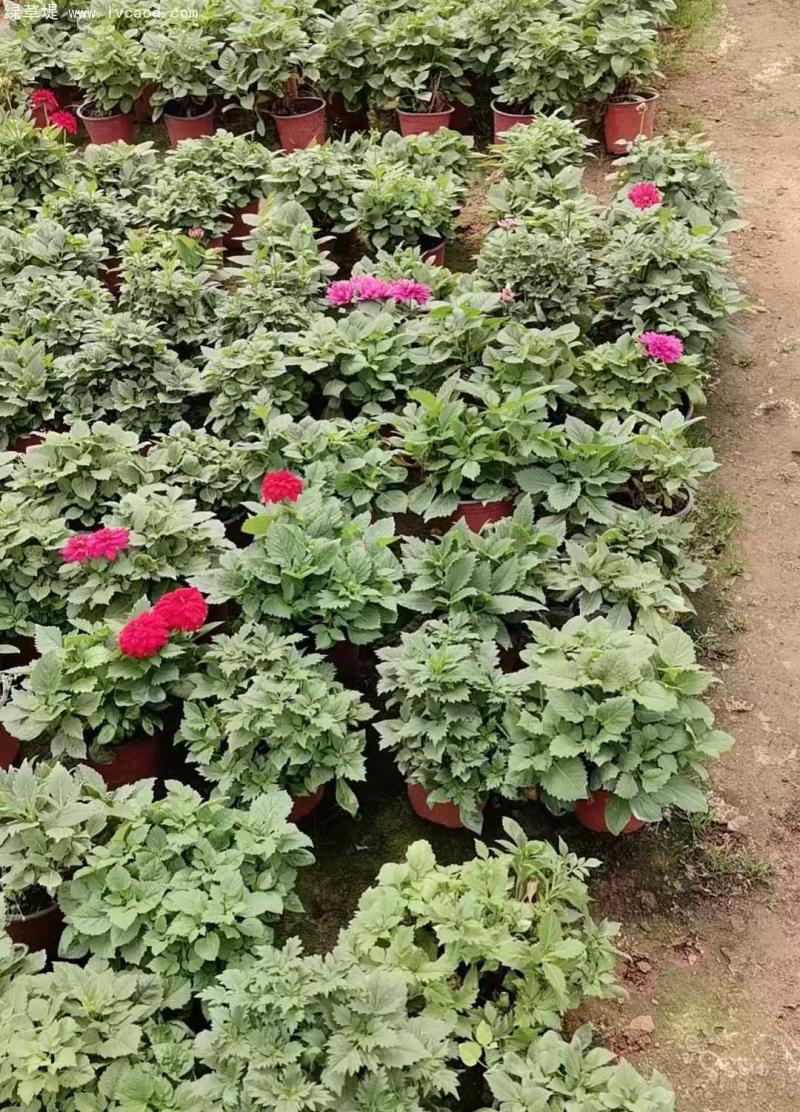 小麗花盆栽 小麗花盆栽