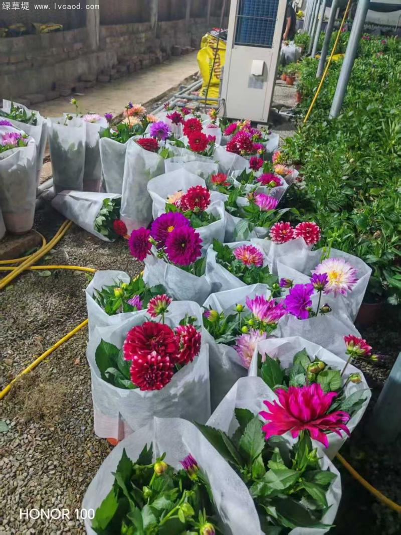 小麗花盆栽 小麗花盆栽