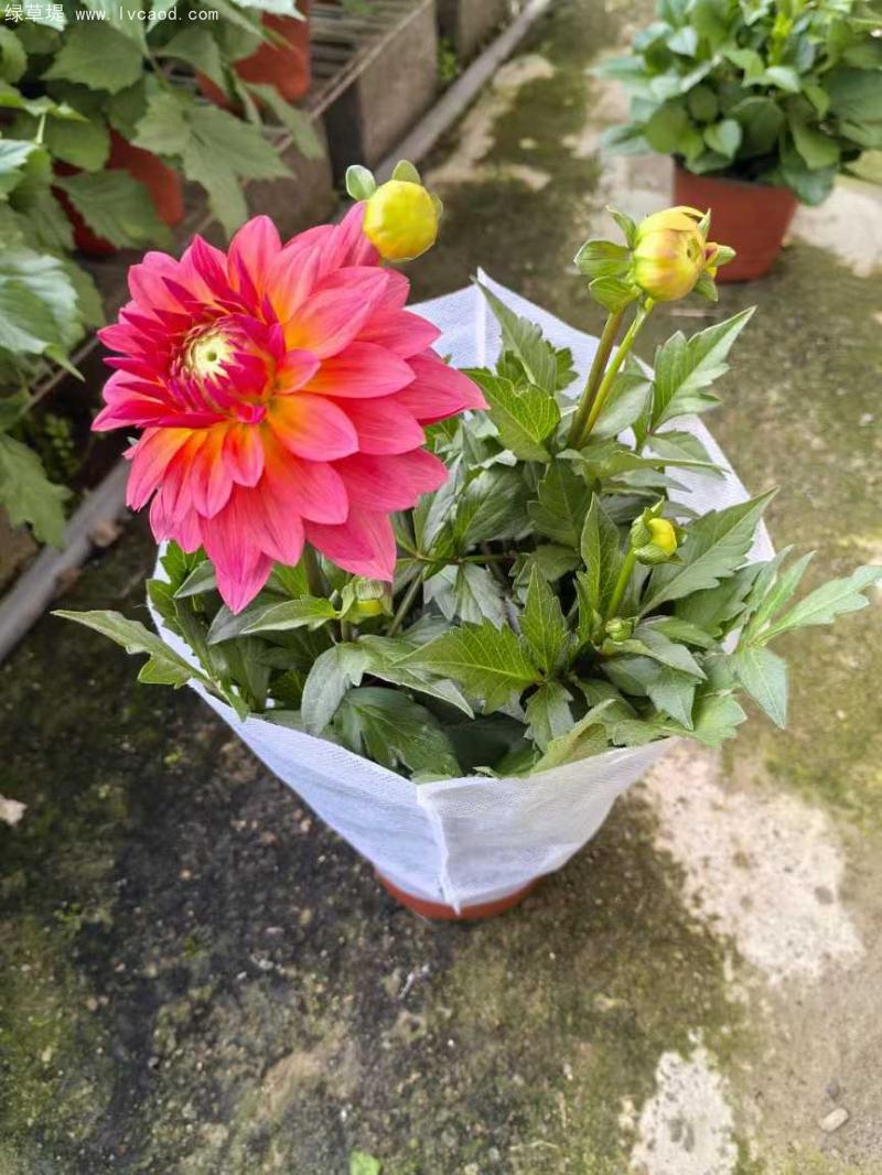 小麗花盆栽 小麗花盆栽