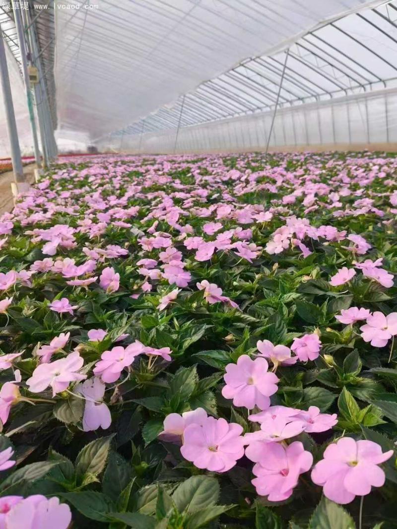 鳳仙花盆栽 鳳仙花盆栽