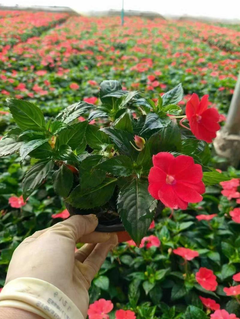 鳳仙花盆栽 鳳仙花盆栽