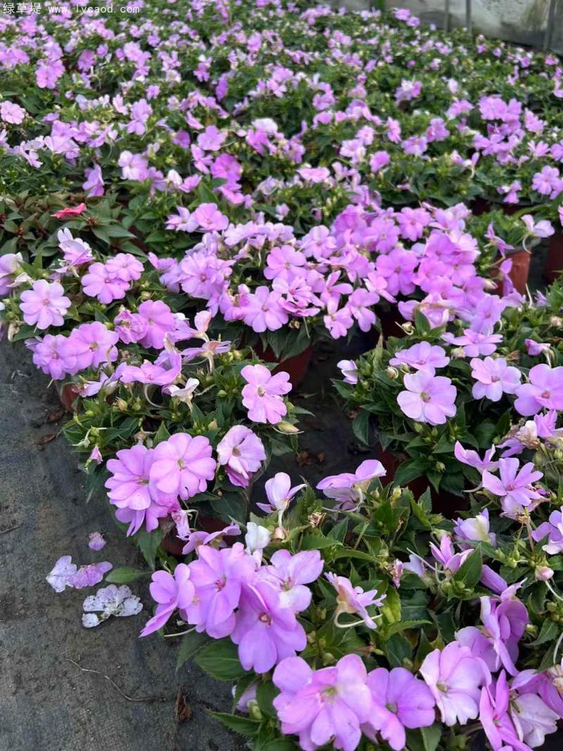 鳳仙花盆栽 鳳仙花盆栽