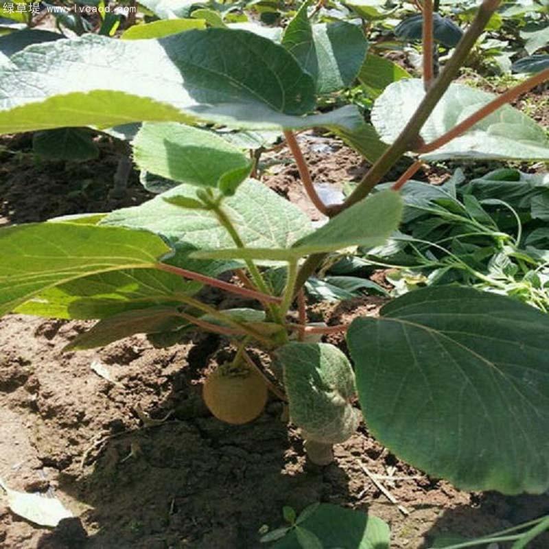 獼猴桃葉子和桿徑