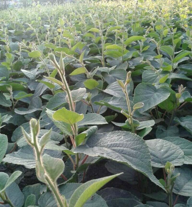 獼猴桃葉子葉片