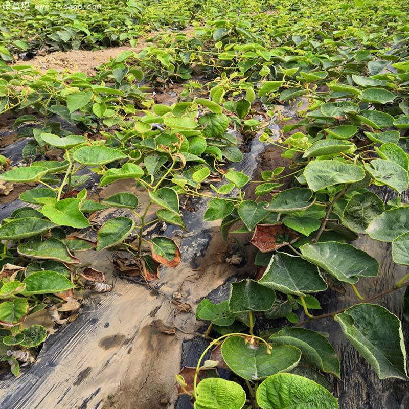 獼猴桃葉子和桿徑