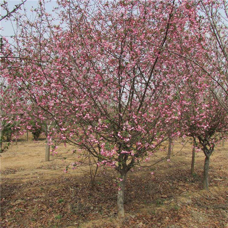 垂絲海棠 垂絲海棠