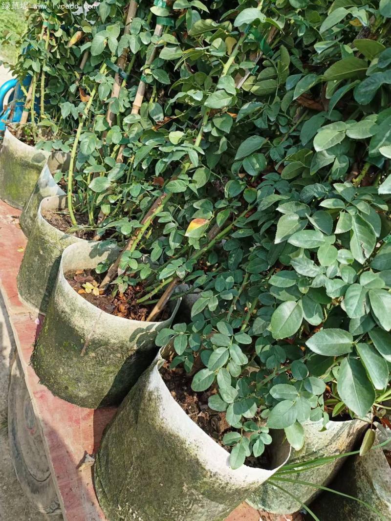 藤本月季盆栽 藤本月季盆栽