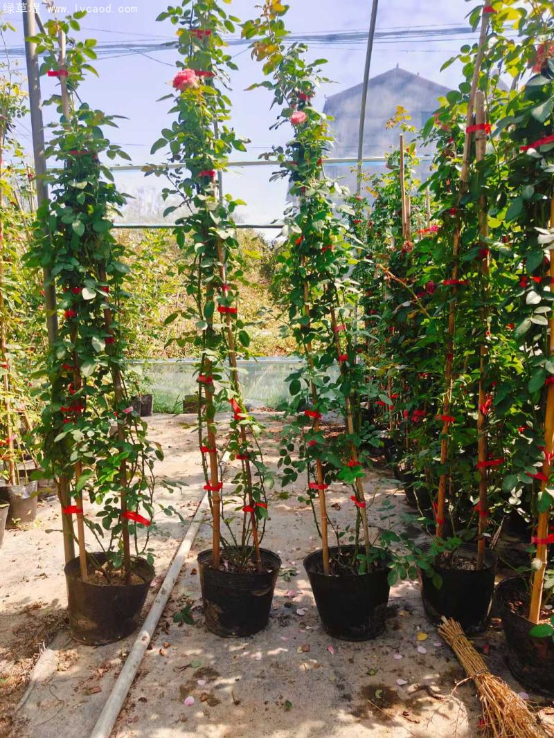 藤本月季盆栽 藤本月季盆栽