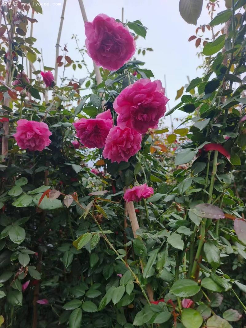 藤本月季葉子和花朵 藤本月季葉子和花朵