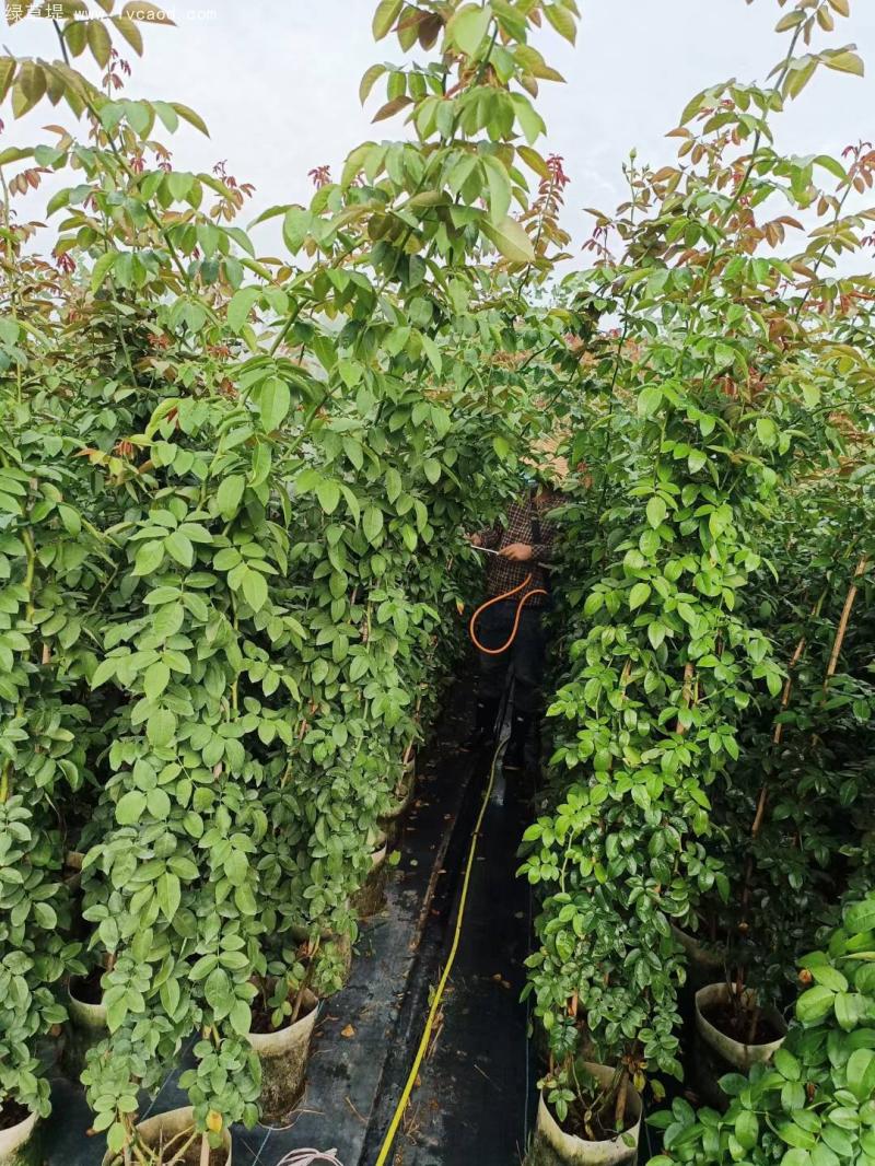 藤本月季盆栽 藤本月季盆栽