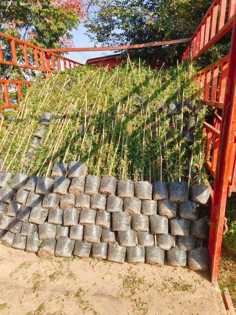 藤本月季盆栽 藤本月季盆栽