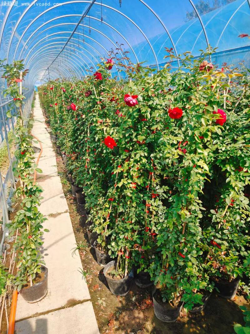 藤本月季盆栽 藤本月季盆栽