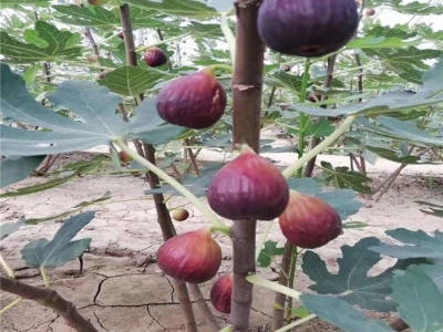 無(wú)花果樹(shù)苗