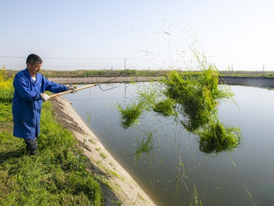 魚喜歡吃的牧草青草