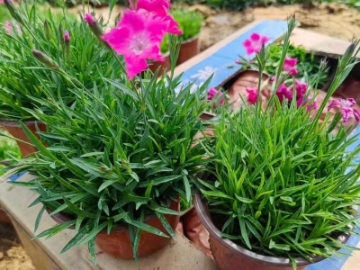 歐石竹常夏石竹美國(guó)石竹霹靂石竹